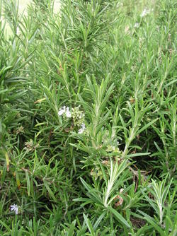 Rosemary Crop Management - Herb Growing in South Africa