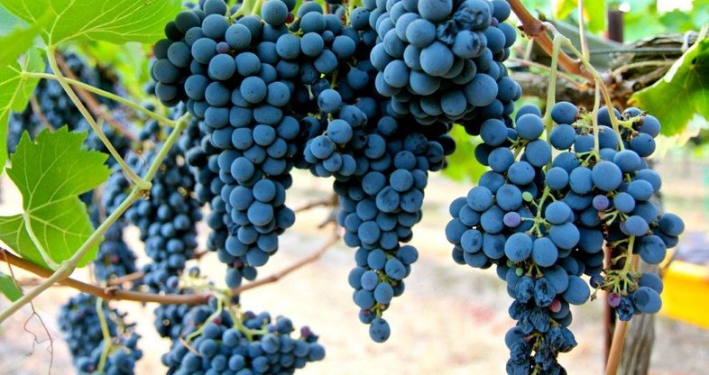 Sangiovese - Grapes - South Africa