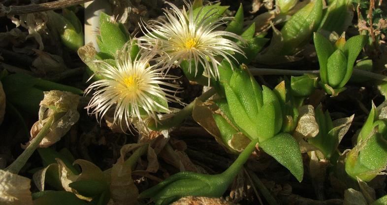 Sceletium Tortuosum - Traditional Mood Enhancer