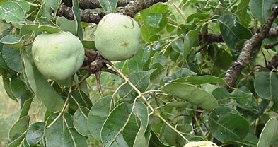 Marula Tree - Trees - South Africa