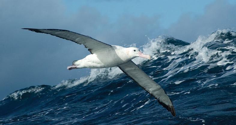 Seabirds - South Africa Birds