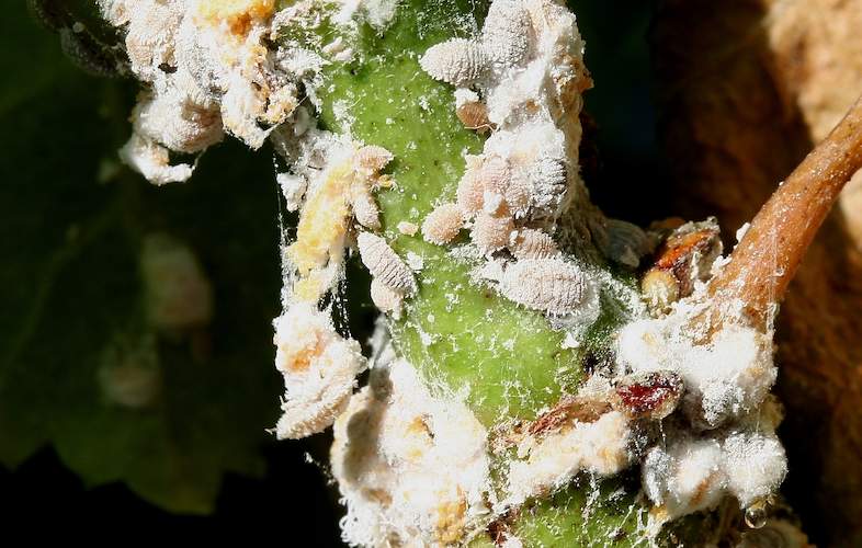 Grape Pests - Ants and Grapevine Mealybugs