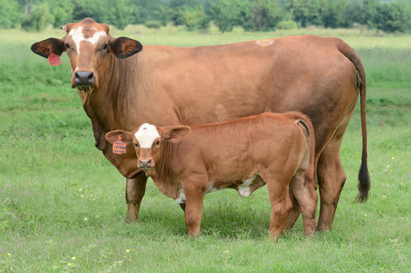 simbra-cattle-south-africa