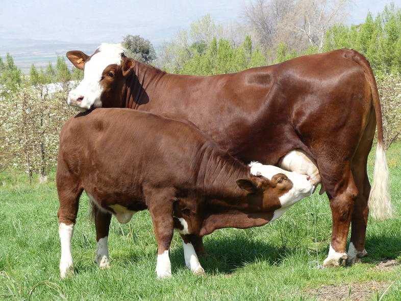 Simmentaler Cattle, South Africa