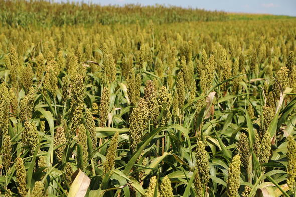 Sorghum in South Africa, Indigenous Grains