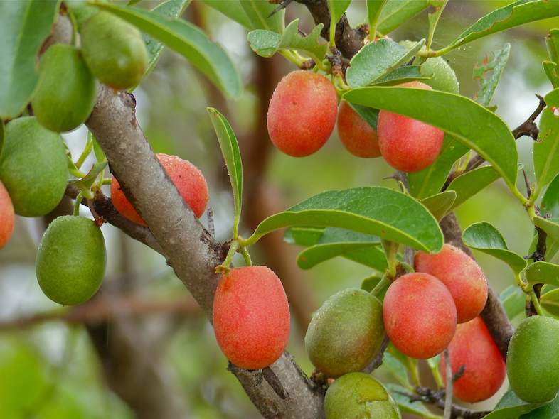 Sourplum Ximenia caffra Benefits of Sourplum