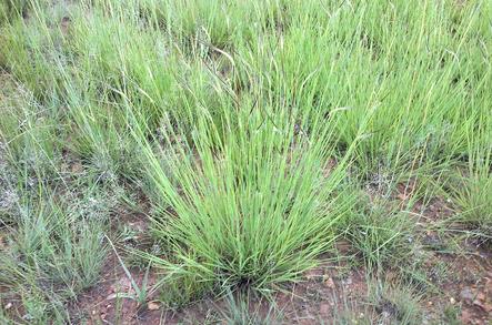 Spear Grass - Utshani - Iningizimu Afrika