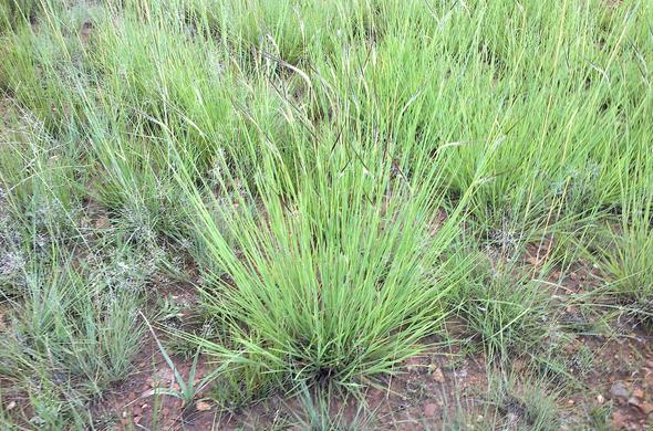 Spear Grass - Grass - South Africa