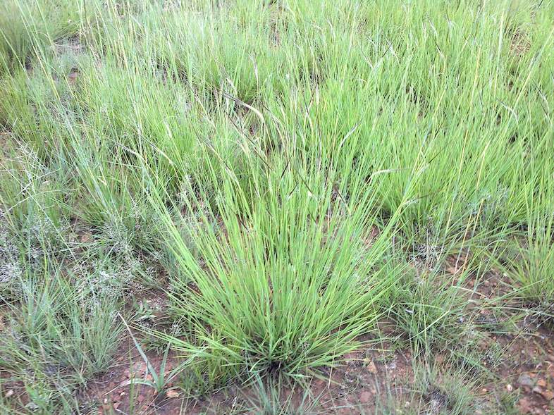 Spear Grass Grass South Africa