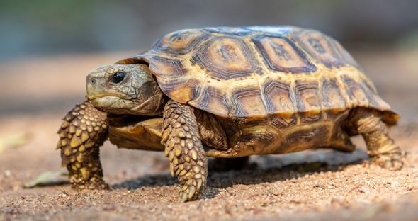 Speke's Hinge-Back Tortoise - Digagabi - Afrika Borwa