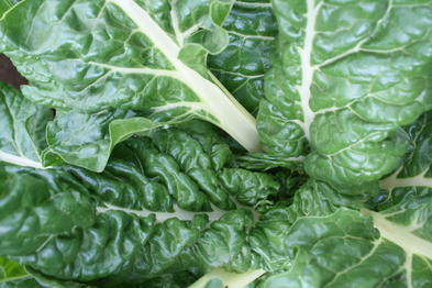 Spinach Farming - Vegetable Farming South Africa