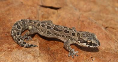 Spotted Thick-toed Gecko - Reptiles - South Africa