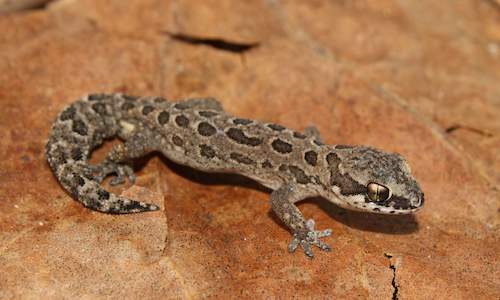 south african reptiles