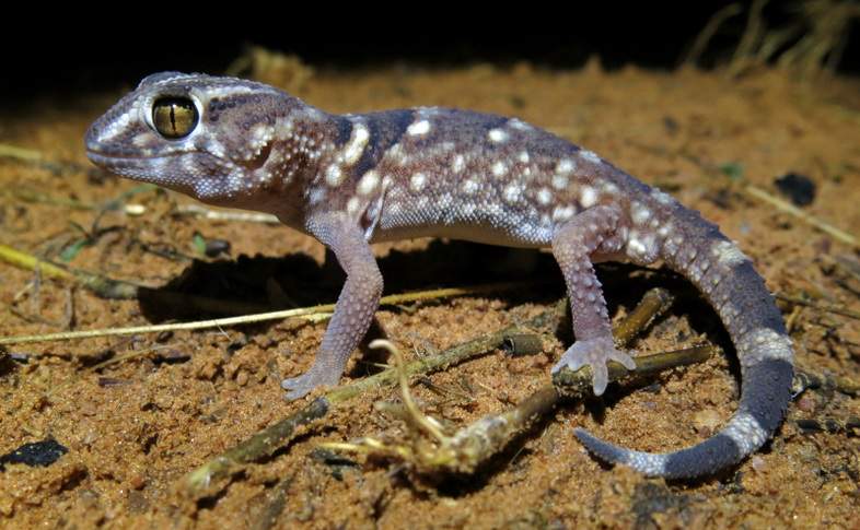 Spotted Sandveld Lizard - Reptiles - South Africa