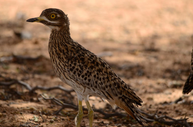 Spotted Thick-knee - Birds - South Africa