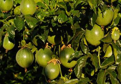 Granadilla Production, South Africa