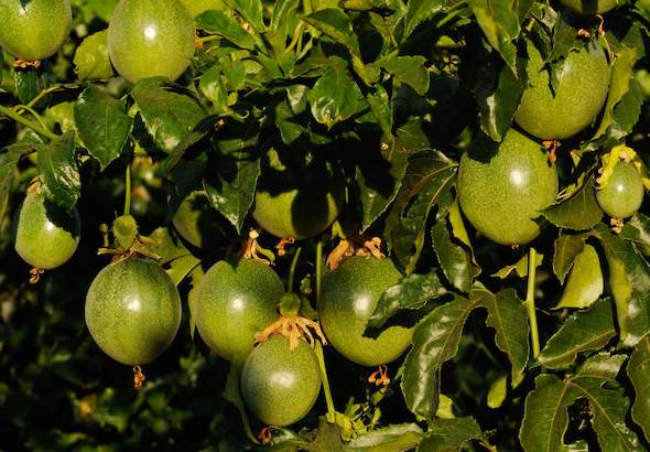 Granadilla Production, South Africa