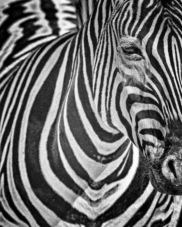 Why Do Zebras Have Stripes - Mammals - South Africa