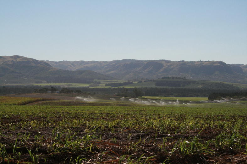 Sugar Cane, South Africa