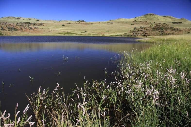 Visit Suikerbosrand Nature Reserve Near Heidelberg 