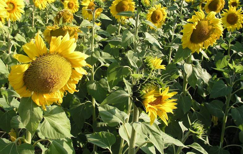 summer-crops-in-south-africa