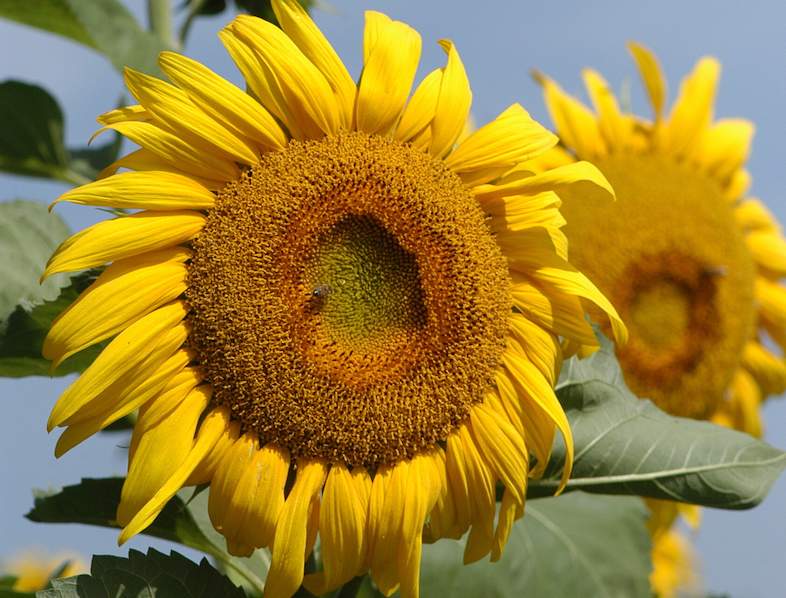 sunflower africa south weeks william production crops southafrica za
