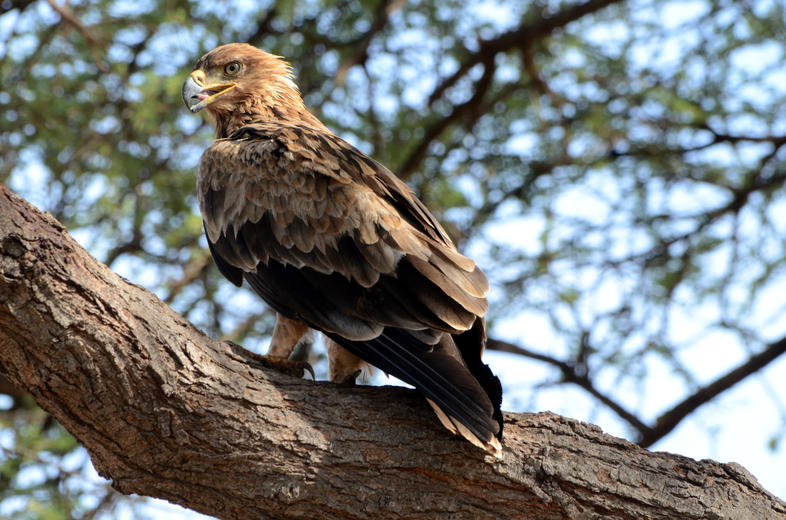 true-eagles-birds-south-africa