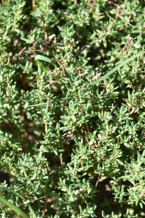 growing thyme from cuttings