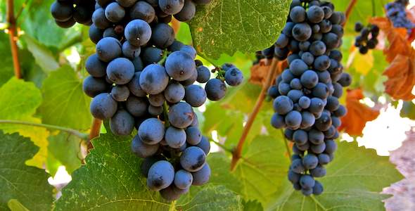 Touriga Nacional - Grapes - South Africa