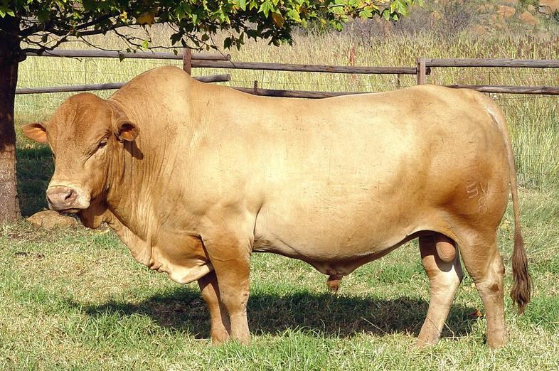 Tuli Cattle, South Africa