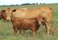 Tuli Cattle South Africa