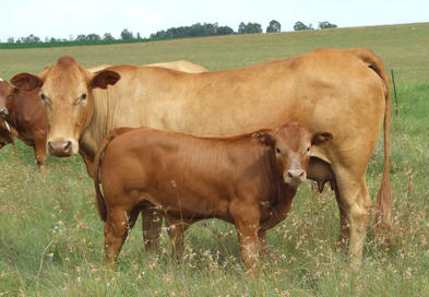 Tuli Cattle, South Africa