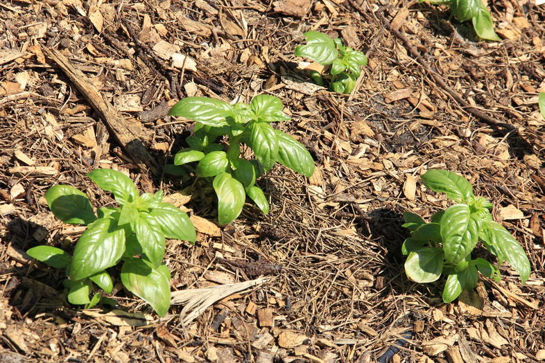 Basil Planting Herb Growing in South Africa