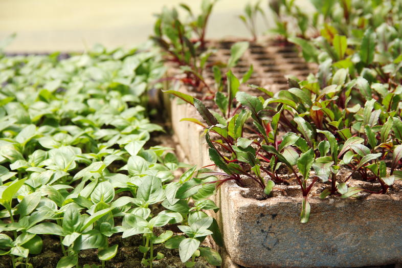 herb-growing-in-south-africa