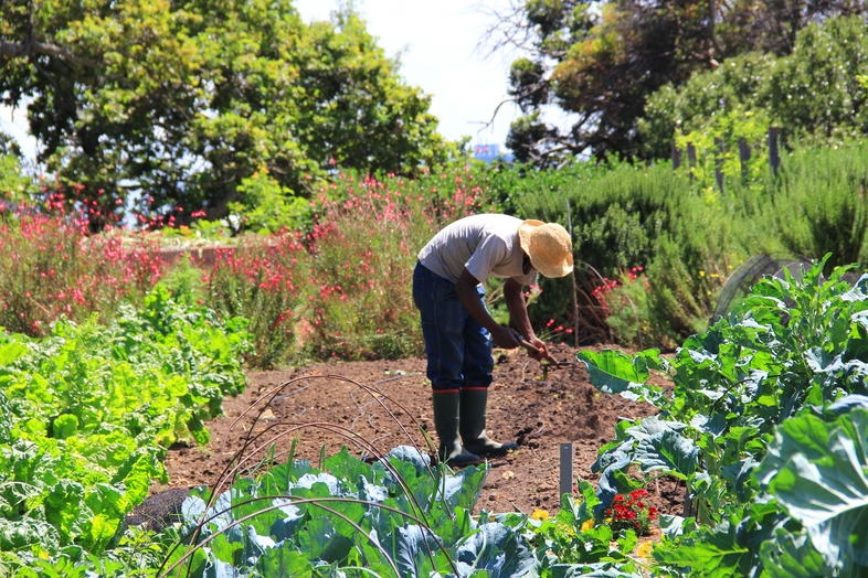 Growing An Organic Vegetable Garden, How To Start A Vegetable Garden South Africa