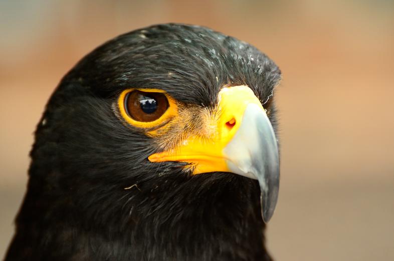 Verreaux's Eagle - Birds - South Africa