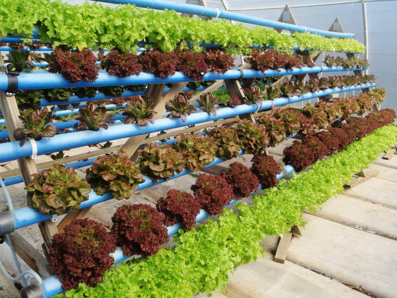 Aquaponics nutrient solution Upward Farms Announces World’s Largest Indoor Vertical Farm