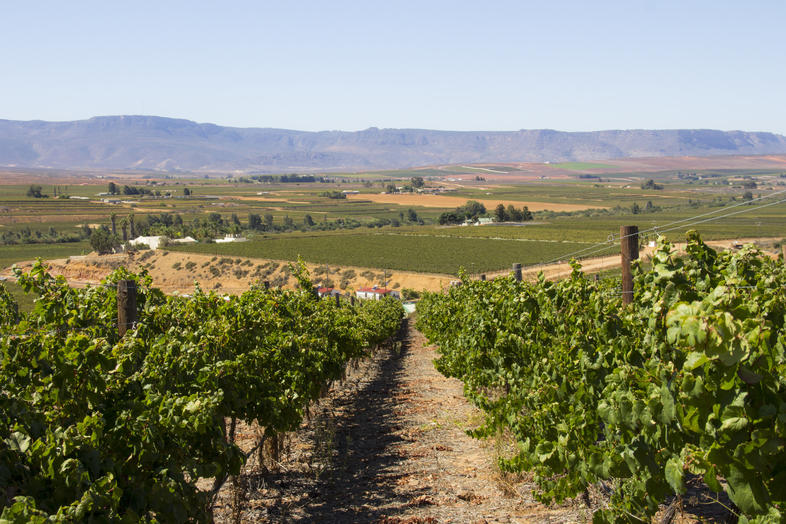 Matzikama - Agriculture in the Desert, Western Cape, South Africa