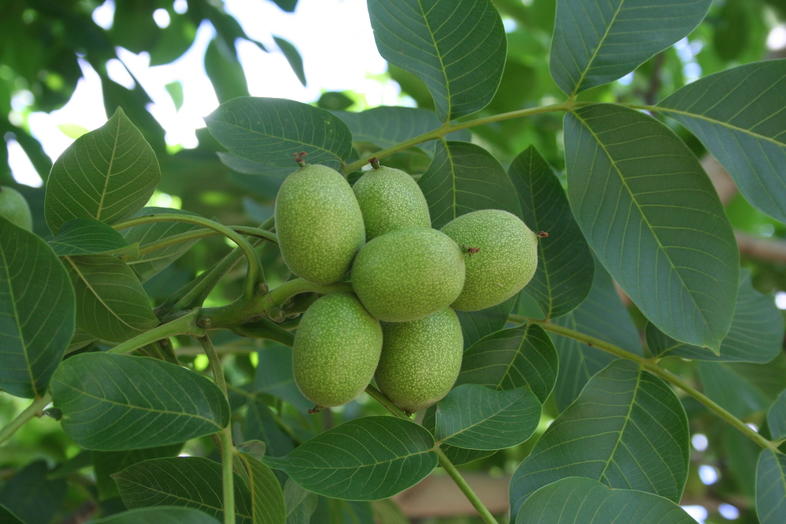 Walnuts, South Africa