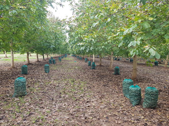 south-african-nuts-tree-nut-production-in-south-africa