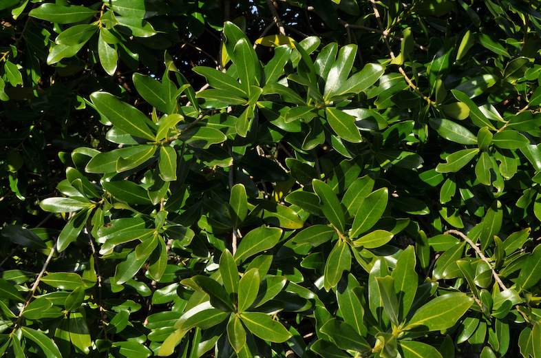 Pepper-bark Tree - Endangered Medicine Plant