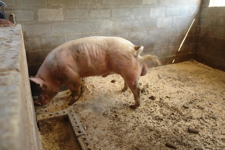 Waste Management In Pig Production