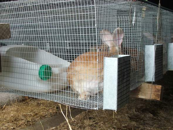 Equipment - Rabbit Boxes - South Africa