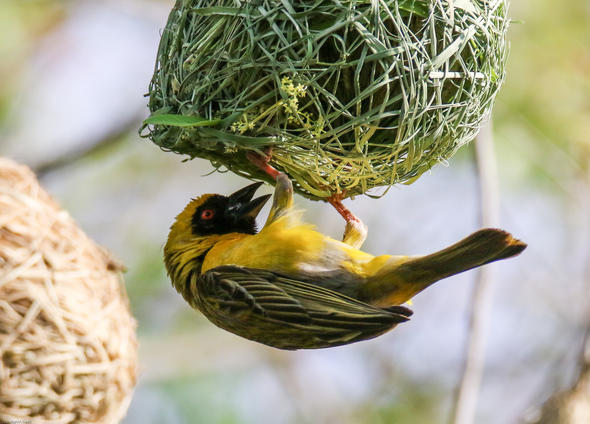 Weavers Nests - Birds - South Africa