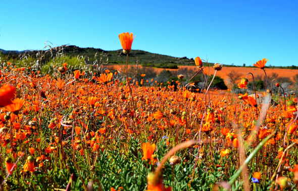 Kamieskroon and Surrounds, Northern Cape, South Africa