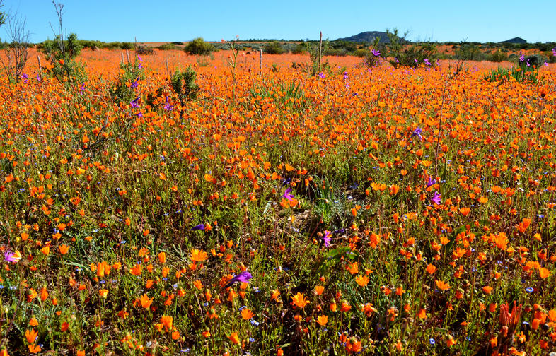 Skilpad Wildflower Reserve, Garies, Northern Cape