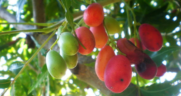 south-african-indigenous-fruits