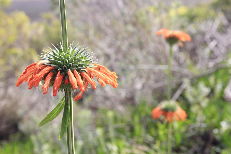 Medicinal Plants of South Africa