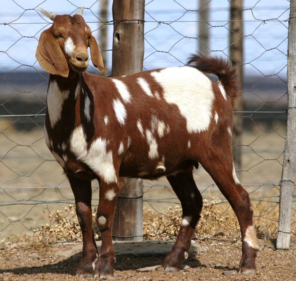 Indigenous Goat Breeds Of South Africa