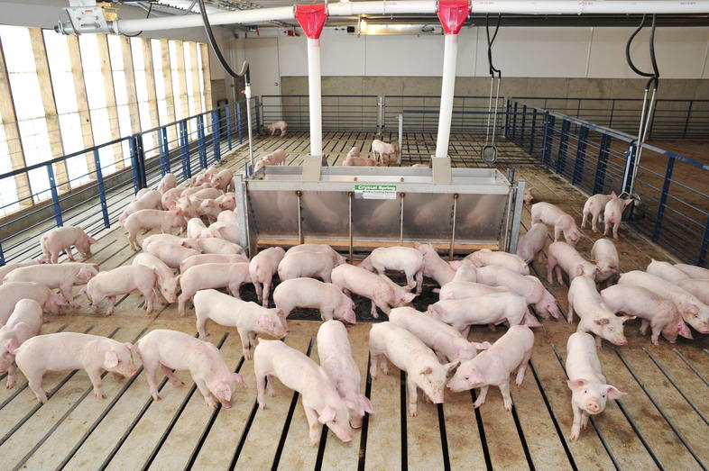 Choosing a Pig Breed, South Africa